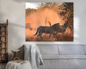 Zebra's in beweging