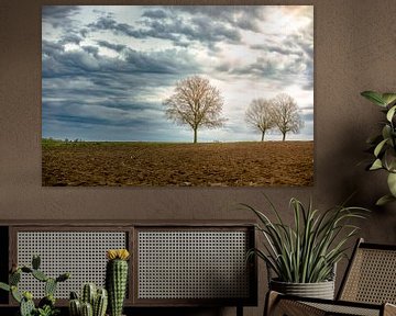 Zon door de wolken schijnt op de bomen. kleur eenzaamheid | schemering veld weide platanen landbouw | natuurfotografie Kunst van An Rogier