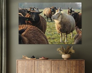 Bonte schapen van Jojanneke Vos