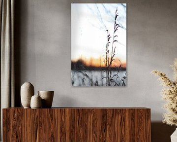 Flora