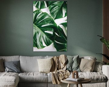 Elegante Monstera bladeren op helderwitte achtergrond van De Muurdecoratie