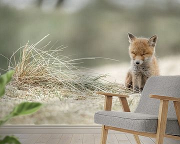 Moment of Rest in the Dune Landscape - Young Fox in Tenderness by Femke Ketelaar