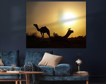 Camels in the sunset desert by Carina Buchspies