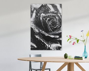 Zwart-witte roos met dauwdruppels close-up van Art & Soul Creations