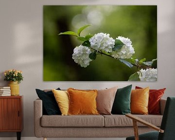 Witte hortensia. van Janny Beimers