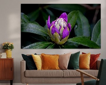 Rhododendron