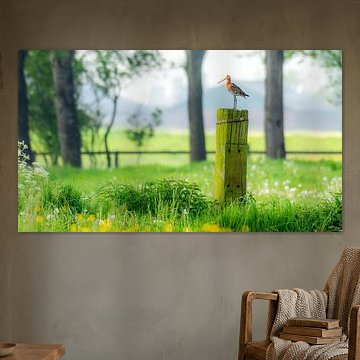 Uferschnepfe, Wiesenvogel, Friesland, Niederlande. von Jaap Bosma Fotografie