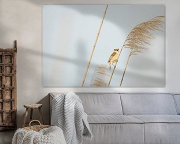 Rietzanger fluitend tussen het riet van SchumacherFotografie