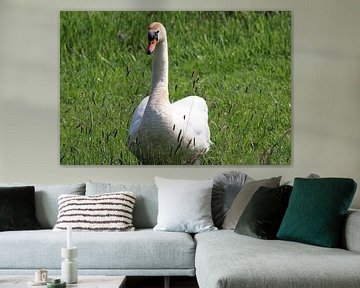 Mute swan with remarkable orange-brown patch on its head by Erik Mijnster