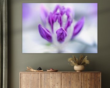 Blütenträume - Knospe vom Rhododendron