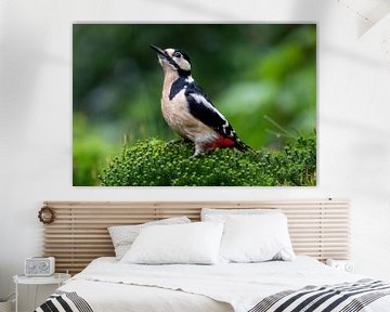Grote bonte specht in het bos van John Goossens Photography