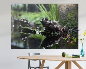 American Bullfrogs by Jan de Koster