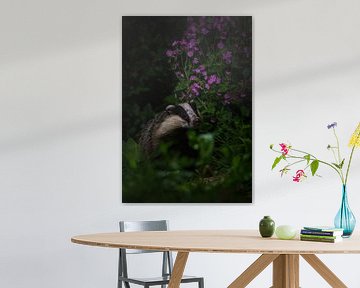 Europese das van Andy van der Steen - Fotografie