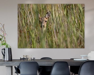 Ree in the reeds by Bas Ronteltap