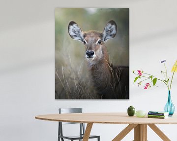 Water buck young by Tom Zwerver