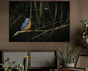 ijsvogel tussen takken