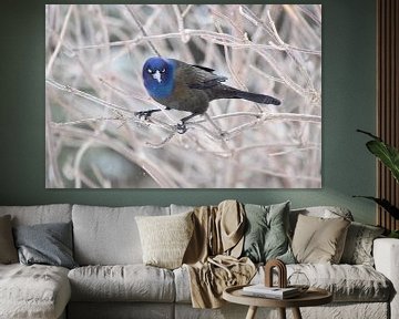 Een bronzen grackle in de tuin van Claude Laprise