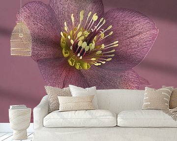 Alte Rose: Ruhe und Einfachheit: Blumenstillleben: die Helleborus von Marjolijn van den Berg