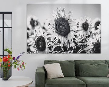 Elegante zwart-wit zonnebloemen, natuur in monochroom van Art & Soul Creations
