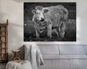 Charolais rund van Maickel Dedeken