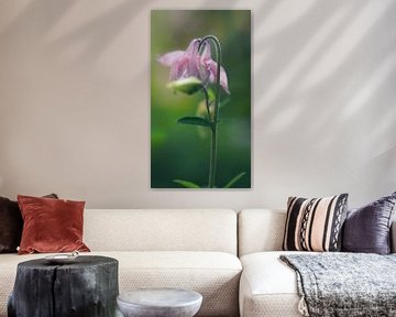 Bloemen in Nederland