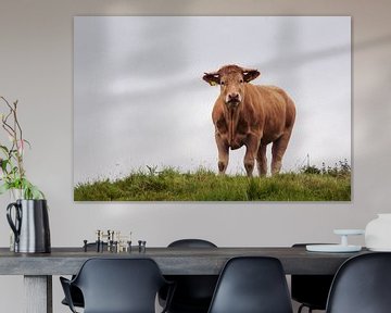 Charolais koe in de wei in Ierland van Western Exposure