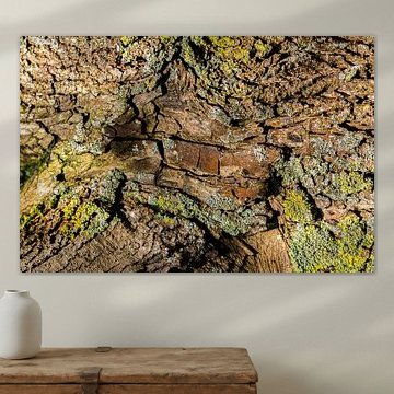 Naturabstraktion in Rinde und Moos