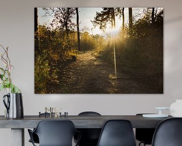 pad door het bos met mooi lichtval van gert stasse