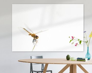 Dragonfly ìn high key minimalisme van Johannes Jongsma