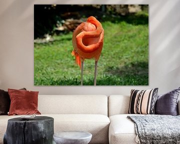 Flamingo in Miami, Florida by Karel Frielink