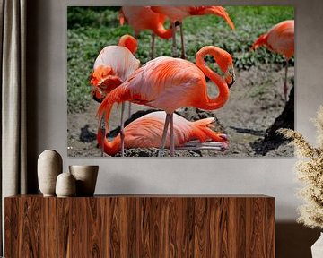 Flamingos in Miami, Florida by Karel Frielink