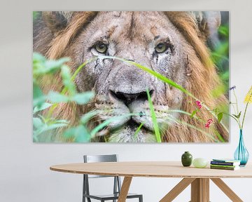 "Focussed" Lion  by Ramon Lucas