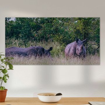 Rhinos (Manyeleti Game Reserve)