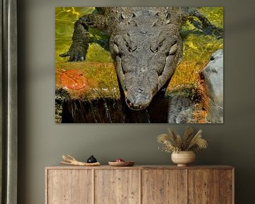Alligator in de Everglades van Karel Frielink