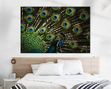 Pauw van Poster Art Shop