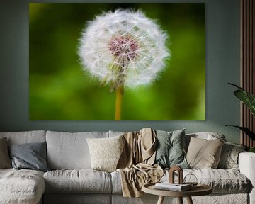 Dandelion 'Clock' sur William Mevissen