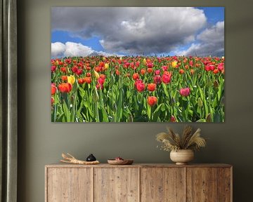An area of tulips in bloom by Claude Laprise