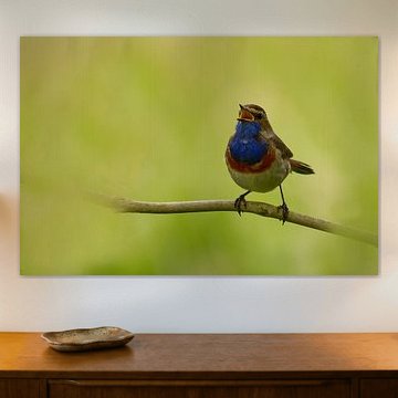 Blauwborst van bientje76