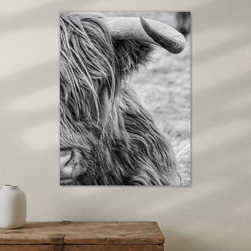 Highlander écossais