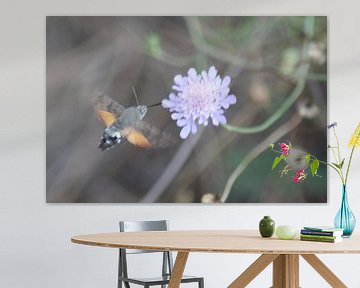 hummingbird butterfly