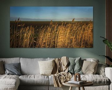 Eveningsun on the reeds by Bo Scheeringa Photography
