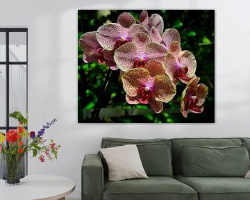 Orchidée phalaenopsis jaune rouge sur Karel Frielink