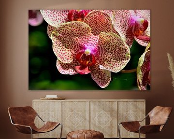 Orchidée phalaenopsis jaune rouge sur Karel Frielink