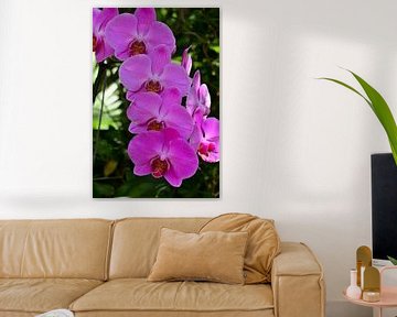 Orchidée Doritaenopsis sur Karel Frielink