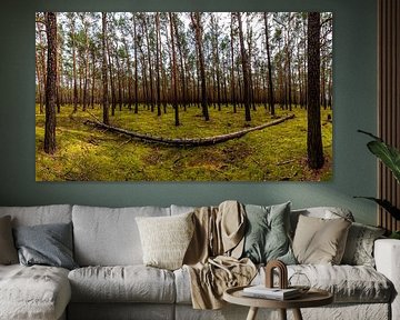 Forest panorama by Frank Herrmann