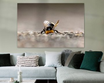 Hommel inspecteert een gat in de grond