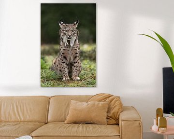 Portret van een Pardel lynx van Sven Scraeyen