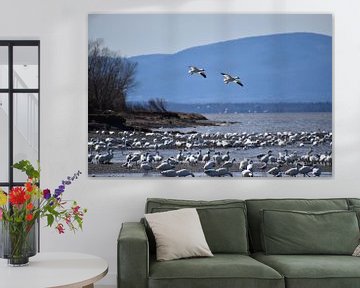 Snow geese on the river by Claude Laprise