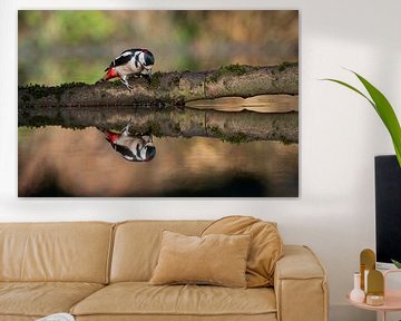 Grote bonte specht met spiegelbeeld