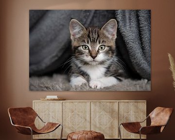 Kitten tussen de kleden